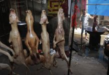 Buscan prohibir próximo festival chino de carne de perro