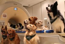 Los perros distinguen las palabras y la entonación