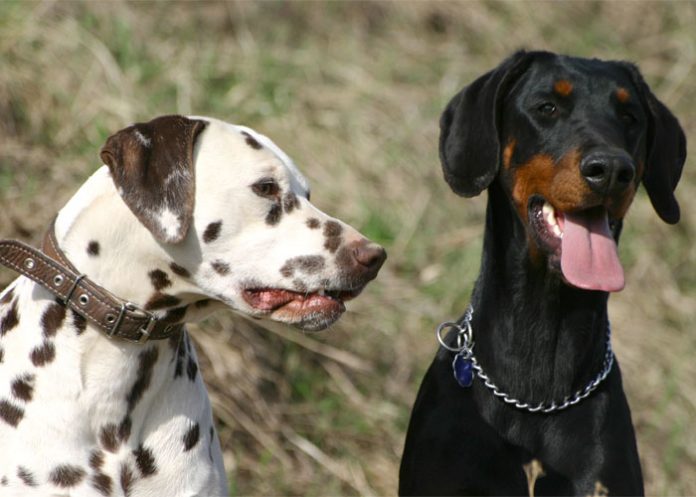 Perros