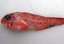 Descubren nueva especie de peces frente a Alaska