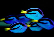 Científicos logran criar en cautiverio al pez «Dory»