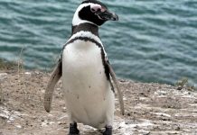 Acusan de robo a hombres por «liberar» a un pingüino