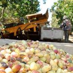 Detienen a sospechoso de robar 19 toneladas de pistacho en EE.UU. estados unidos, detenido, sospechoso. robo, pistacho,