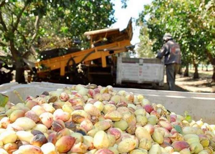estados unidos, detenido, sospechoso. robo, pistacho,