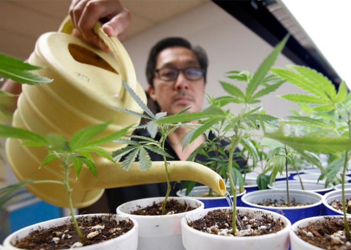 Plantas