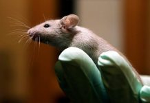 Estudio en ratones muestra transmisión del zika de la madre al feto