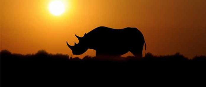Rhino