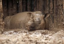 Muere raro rinoceronte descubierto en Indonesia