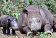 Nace especie en vía de extinción en Indonesia