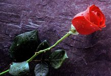 Desmantelan en Colombia laboratorio con cocaína camuflada en tallos de rosas