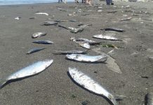 Inician retiro de miles de sardinas varadas en playa de Chile