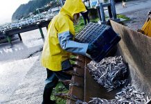 Retiran 1.500 toneladas de sardinas muertas en el sur de Chile