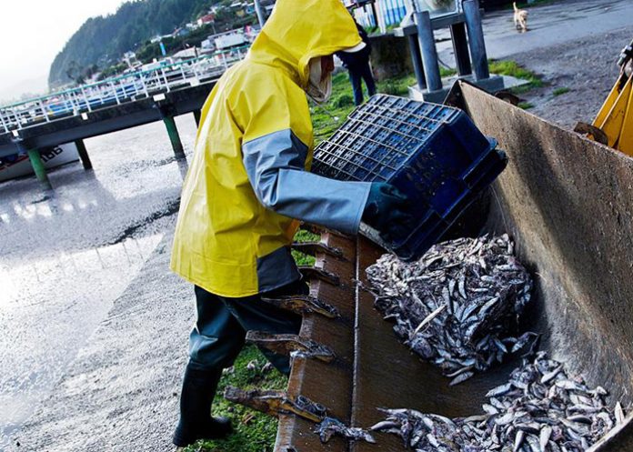 Sardinas