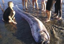 Serpientes invaden playas en Argentina
