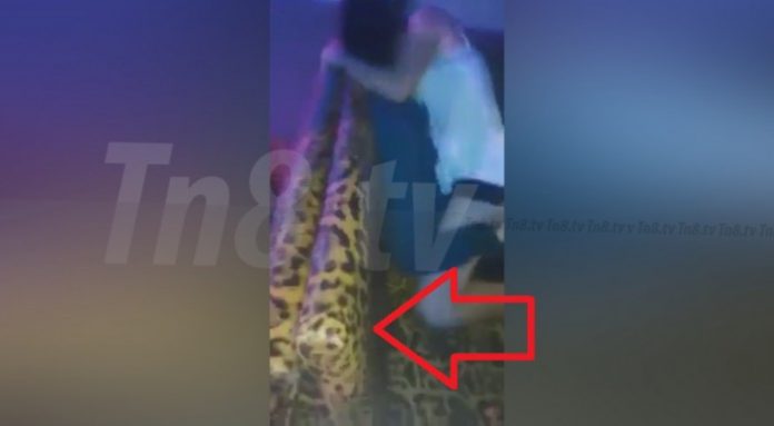 Sofa-animal-print-e1429894469286