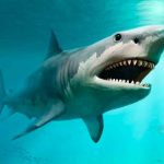 verdadero tamaño, tiburón, gigantesco, 20 metros,