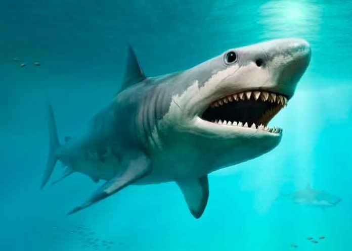 verdadero tamaño, tiburón, gigantesco, 20 metros,