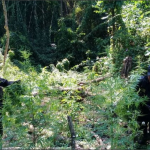 Incineran más de 200 gramos y plantas de marihuana en Siuna