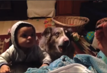 EE.UU.: Perro dice la palabra «mamá» antes que un pequeño
