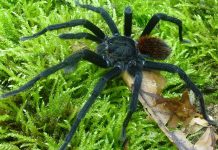Nueva especie de tarántula bautizada en honor a García Márquez