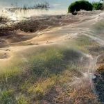 australia, ciudad, telaranas, cubrimiento, tormenta,