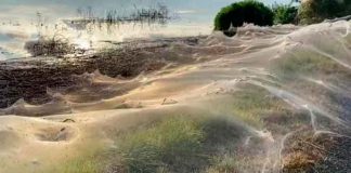 australia, ciudad, telaranas, cubrimiento, tormenta,