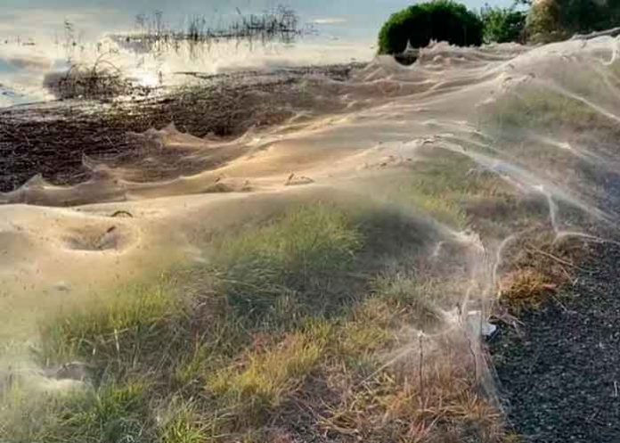 Tela australia, ciudad, telaranas, cubrimiento, tormenta,