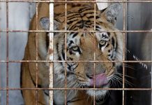 Tigre rescatado de zoológico en Gaza llega a Sudáfrica