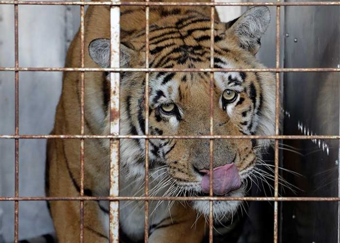Tigre