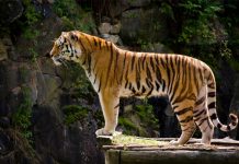 Aumenta número de tigres salvajes en el mundo