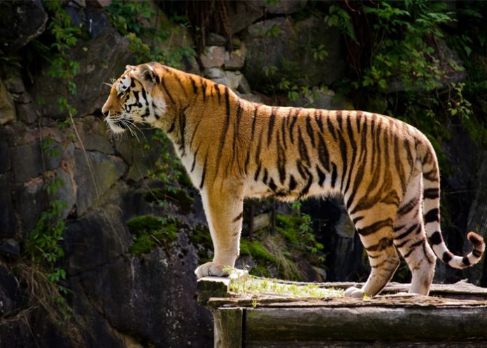 Tigre