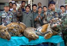 Laos promete acabar con granjas de tigres
