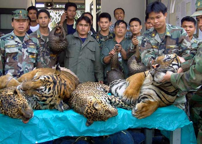 Tigre1