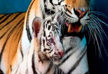 Conocé a Yanek, la primera tigresa blanca nacida en Cuba cuba, nacimiento, tigresa blanca, yanek, zoologico, felinos,