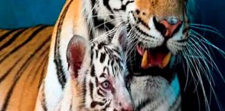 cuba, nacimiento, tigresa blanca, yanek, zoologico, felinos,