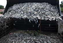 Identifican virus responsable de muerte masiva de tilapias