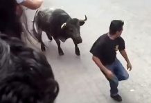 Impactante video: Toro embiste a hombre en feria de México