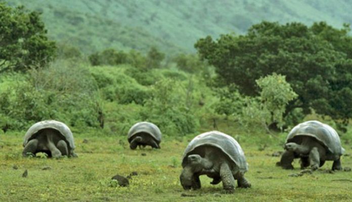 Tortugas-gigantes