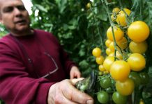 Cultivos transgénicos disminuyen por primera vez en el mundo