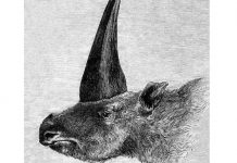 Humanos y «unicornios» convivieron hace casi 30 mil años