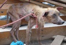 Aprueban Ley de bienestar animal en Costa Rica
