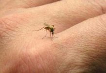 Zika ha infectado a 154 embarazadas en Guatemala