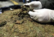 Costa Rica: Incautan una tonelada de marihuana