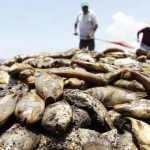 Contaminación deja mortandad de peces en lago de Guatemala desechos