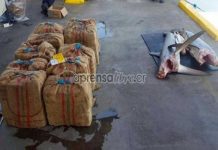 Hallan kilos de droga en carne de tiburón en Costa Rica