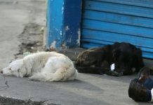 Guatemala: Acompañaron a su dueño hasta la muerte