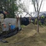 Paraguay erradica 24 hectáreas de cultivos de marihuana operativo