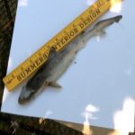 Insólito: Tiburón bebé ‘cae del cielo’ en el patio de una casa en EU estados unidos