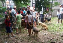 MINSA continua jornada de vacunación canina en Estelí