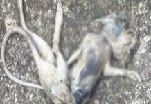 Aparición del «chupacabras» acalambra a hondureños
